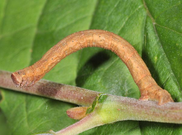 Chenille  terme, Buzy (Pyrnes-Atlantiques), trouve sur saule.